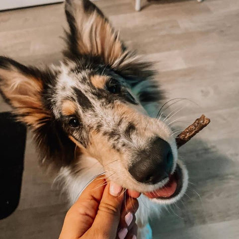 Bison Treats For Dogs - Dog Food - Tilted Barn