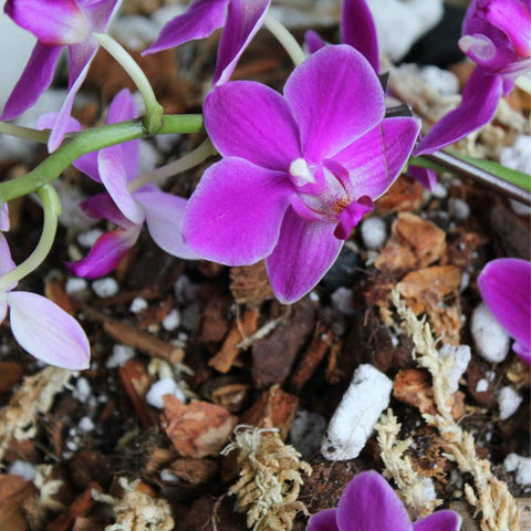 Orchid Potting Soil For Indoor Plants - Soil - Maya Growing Mediums